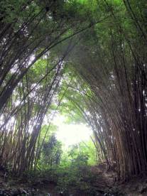 Huge stands of bamboo.