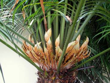 Palm flowers.