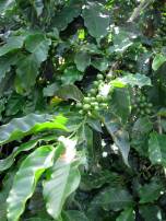 Unripe Arabica coffee fruits