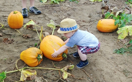 Pumpkins are heavy!